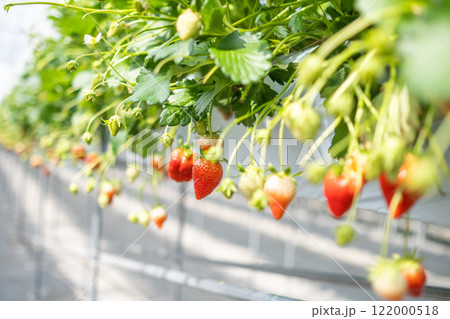 いちご狩り いちご狩り 122000518