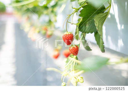 いちご狩り いちご狩り 122000525