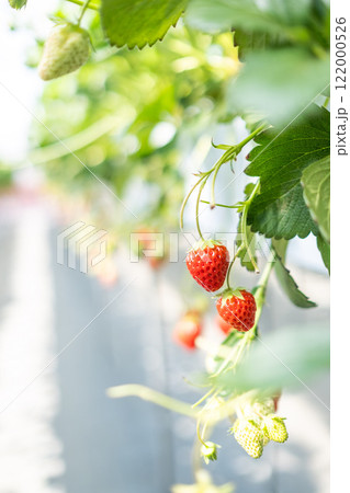 いちご狩り 122000526