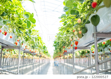 いちご狩り 122000527