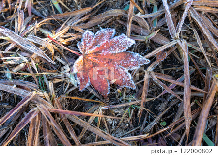 霜に覆われた晩秋の高原の草 122000802