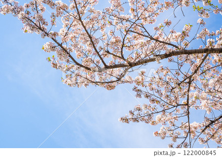 満開の桜と青空 122000845