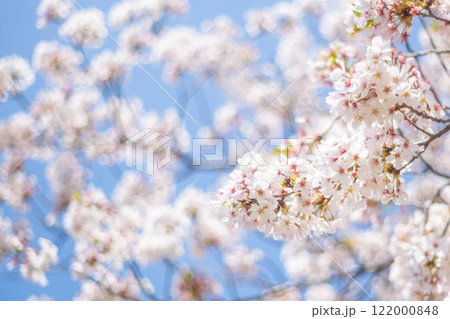 満開の桜と青空 満開の桜と青空 122000848