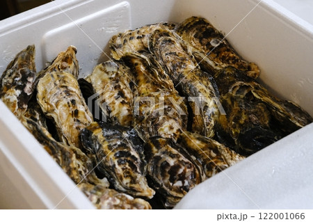 発砲スチロールの箱にたくさん入った殻付きの岩牡蠣 発砲スチロールの箱にたくさん入った殻付きの岩牡蠣 122001066
