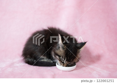 ピンクバックとおやつを食べるメインクーンの仔猫 ピンクバックとおやつを食べるメインクーンの仔猫 122001251