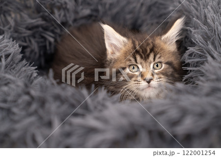 グレーのベッドにのったメインクーンの仔猫 122001254