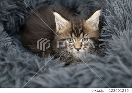 グレーのベッドにのったメインクーンの仔猫 122001256