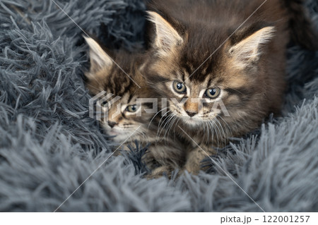 グレーのベッドにのった2匹のメインクーンの仔猫 グレーのベッドにのった2匹のメインクーンの仔猫 122001257