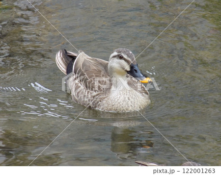 鴨 122001263