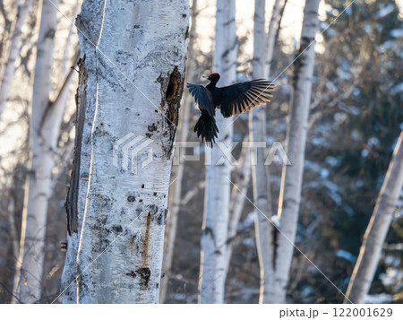 クマゲラ 122001629