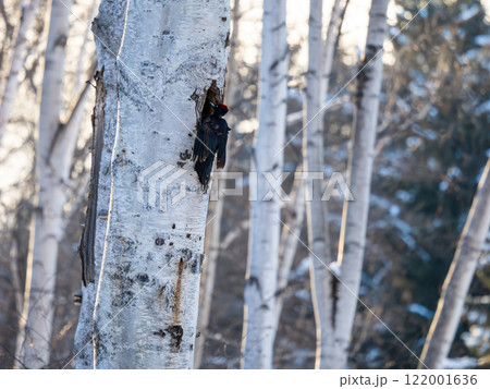 クマゲラ クマゲラ 122001636