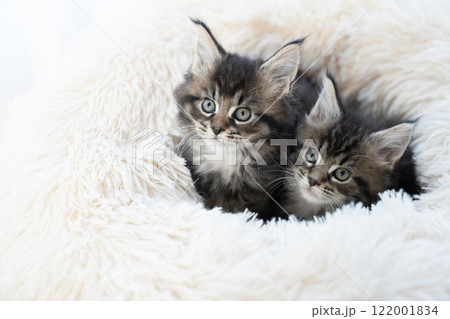 白いベッドにのった2匹の仔猫 122001834