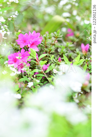 つつじ 122002136