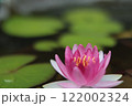 水面に浮かぶピンクの姫睡蓮の花 122002324