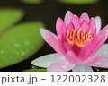 水面に浮かぶピンクの姫睡蓮の花 122002328