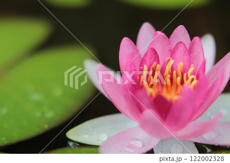 水面に浮かぶピンクの姫睡蓮の花 122002328