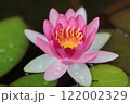 水面に浮かぶピンクの姫睡蓮の花 122002329