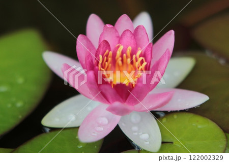 水面に浮かぶピンクの姫睡蓮の花 122002329
