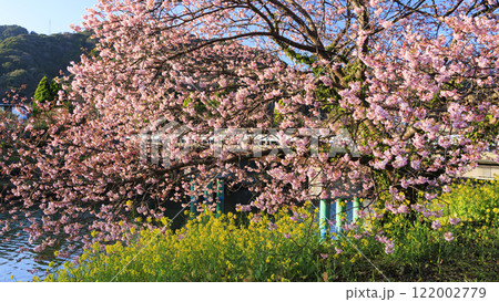 川沿いに咲く河津桜 122002779