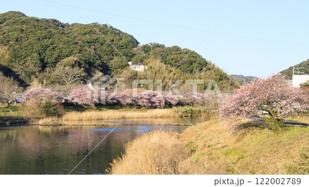 川沿いに咲く河津桜 122002789