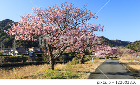 川沿いに咲く河津桜 川沿いに咲く河津桜 122002816