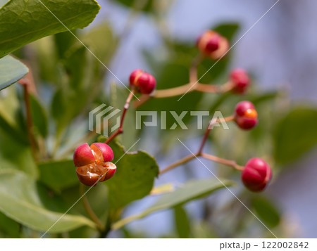 晩秋のマサキの赤い実 122002842