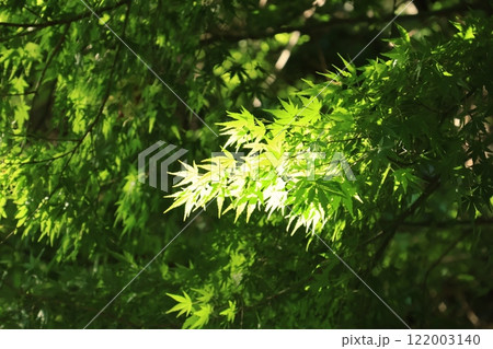 カエデの葉に夏の日差しが差し込む カエデの葉に夏の日差しが差し込む 122003140