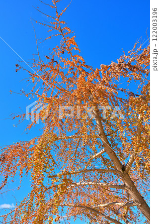 《愛知県》秋の稲沢市祖父江町　イチョウの木になったぎんなんの実 122003196