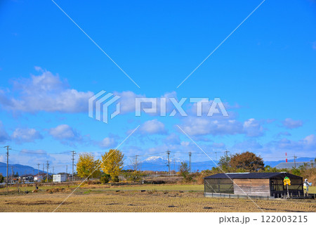《愛知県》秋の稲沢市祖父江町　黄葉したイチョウの木と冠雪の伊吹山 122003215