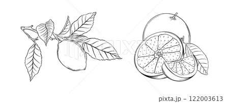 Lemon and Orange Sketch Vector Line Drawing of Citrus Fruits and Food Design, organic packaging and healthy food branding vector illustration Lemon and Orange Sketch Vector Line Drawing of Citrus Fruits and Food Design, organic packaging and healthy food branding vector illustration 122003613