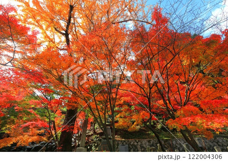 【愛媛県】慈眼寺の紅葉 【愛媛県】慈眼寺の紅葉 122004306