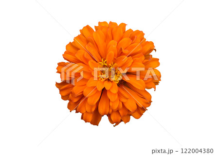 Orange and Yellow Zinnia Flowers. Orange and Yellow Zinnia Flowers. 122004380