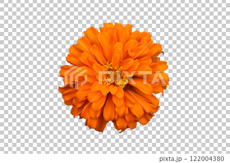 Orange and Yellow Zinnia Flowers. Orange and Yellow Zinnia Flowers. 122004380