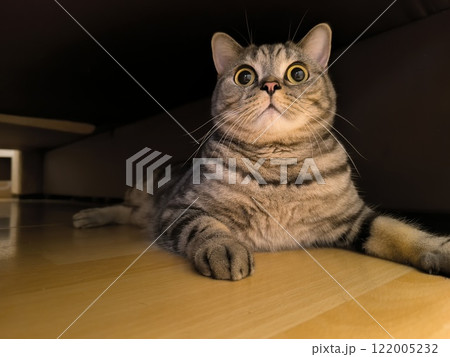 Grey tabby Scottish Straight cat peeking out while sitting on a shelf 122005232
