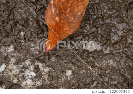 one red chicken hen eating on wet snow ground earth on organic farm in spring. free range chickens hens, top view 122005399