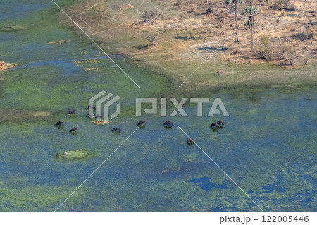 Aerial shot of a herd of Buffalos grazing in the Okavango Delta wetlands 122005446