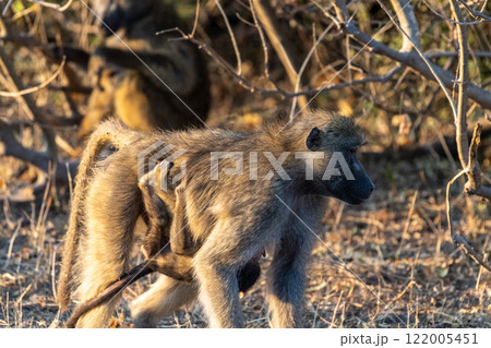 Baboon family in Chobe Baboon family in Chobe 122005451