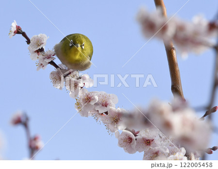 満開の白梅にメジロさん （春イメージ）（ ほのぼのイメージ ） 122005458