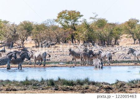 Zebras in Etosha 122005463