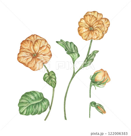 Watercolor drawing of yellow violets, botanical illustration of spring flowers in vintage style, highlighted on a white background. Watercolor drawing of yellow violets, botanical illustration of spring flowers in vintage style, highlighted on a white background. 122006383