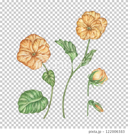 Watercolor drawing of yellow violets, botanical illustration of spring flowers in vintage style, highlighted on a white background. Watercolor drawing of yellow violets, botanical illustration of spring flowers in vintage style, highlighted on a white background. 122006383