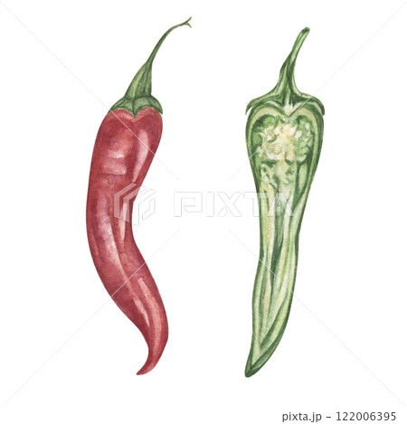A set of hot chili peppers, made in watercolor, isolated illustration. Realistic botany, red pepper, green pepper cut. 122006395