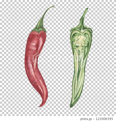 A set of hot chili peppers, made in watercolor, isolated illustration. Realistic botany, red pepper, green pepper cut. 122006395