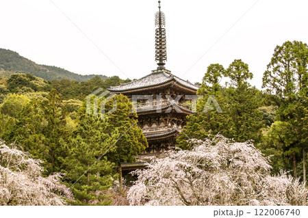 満開の桜と五重塔　桜咲く醍醐寺　京都の桜の名所　京都観光名所 122006740