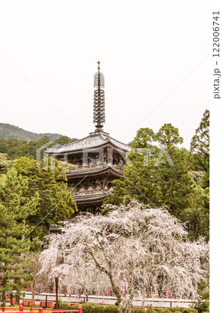 満開の桜と五重塔　桜咲く醍醐寺　京都の桜の名所　京都観光名所 122006741