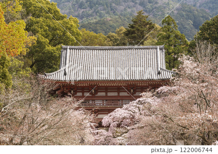 満開の桜と仁王門　桜咲く醍醐寺　京都の桜の名所　京都観光名所 122006744