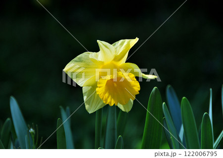 春の陽光を浴びる水仙 122006795
