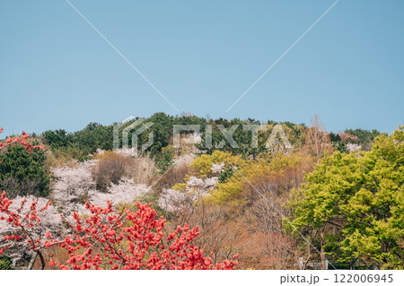 Spring of Dongnae Eupseong hill in Busan, Korea Spring of Dongnae Eupseong hill in Busan, Korea 122006945