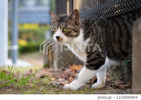 秋の紅葉の絨毯の上を柵の下からぬっと出てくるキジトラ柄とぶち猫柄の野良猫 秋の紅葉の絨毯の上を柵の下からぬっと出てくるキジトラ柄とぶち猫柄の野良猫 122006969