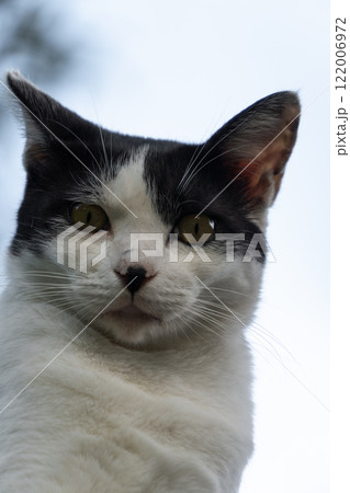 青空の下塔の上からこっちを見下ろすハチワレ柄の野良猫 青空の下塔の上からこっちを見下ろすハチワレ柄の野良猫 122006972